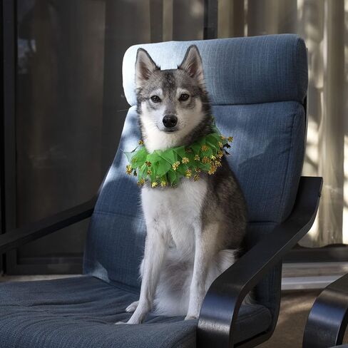 Midlee St. Patrick's Day Shamrock Decorative Dog Collar- Green & Gold 4 Leaf Clover Pet Accessory- Small in Saudi Arabia