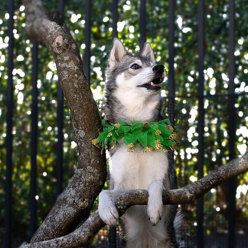 Midlee St. Patrick's Day Shamrock Decorative Dog Collar- Green & Gold 4 Leaf Clover Pet Accessory- Small in Saudi Arabia
