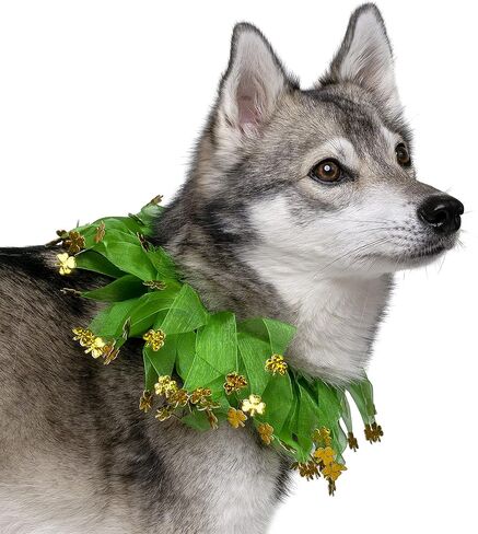 Midlee St. Patrick's Day Shamrock Decorative Dog Collar- Green & Gold 4 Leaf Clover Pet Accessory- Small in Saudi Arabia