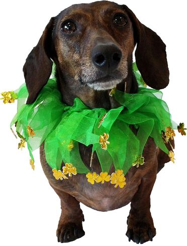 Midlee St. Patrick's Day Shamrock Decorative Dog Collar- Green & Gold 4 Leaf Clover Pet Accessory- Small in Saudi Arabia
