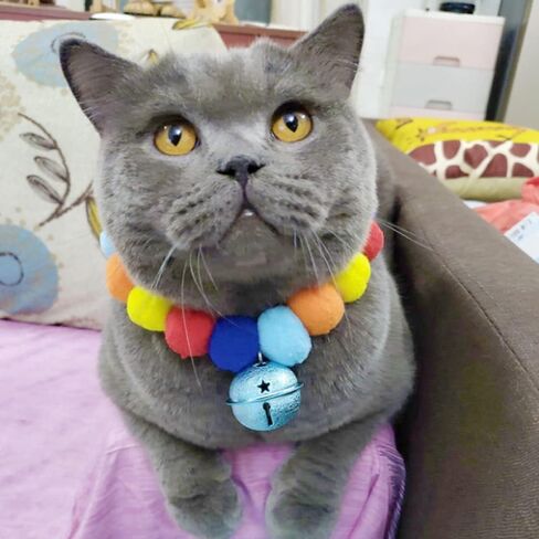 leconpet Pom Pom Dog Collar Elastic Cat Collar Decorative Plush Ball Puppy Necklace Eye-catching Pom Pom Pet Collar Necklace with Bell for Taking Photos, Walking, Outdoor Sports (S, Orange Red) in Saudi Arabia