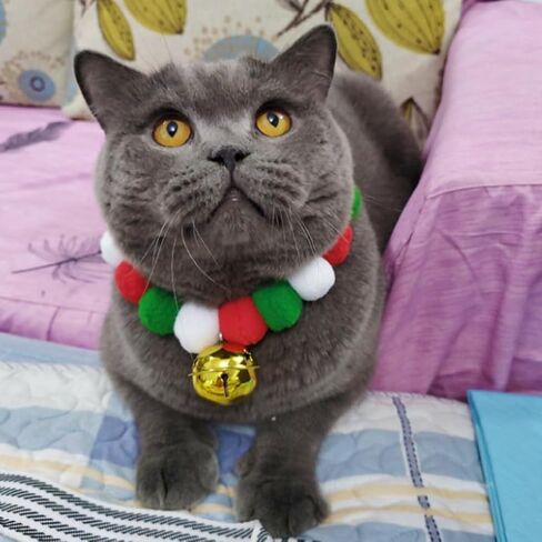 leconpet Pom Pom Dog Collar Elastic Cat Collar Decorative Plush Ball Puppy Necklace Eye-catching Pom Pom Pet Collar Necklace with Bell for Taking Photos, Walking, Outdoor Sports (S, Orange Red) in Saudi Arabia