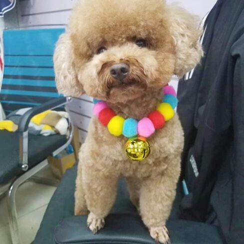 leconpet Pom Pom Dog Collar Elastic Cat Collar Decorative Plush Ball Puppy Necklace Eye-catching Pom Pom Pet Collar Necklace with Bell for Taking Photos, Walking, Outdoor Sports (S, Orange Red) in Saudi Arabia