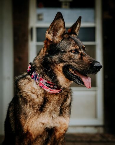 Boss Dog Tactical Collar, Teal, Large in Kuwait