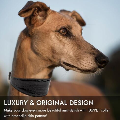 Sighthound Wide Leather Dog Collar with ID Tag QR for Whippet Italian Greyhound Saluki Borzoi Lurcher Spanish Galgo, Luxury Dog Collars, Soft Leather Dog Collar for Sensitive Neck (Green, XS) in Saudi Arabia