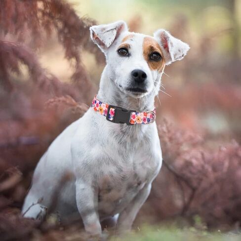 Moonpet Dog Collars for Puppy X-Small Small Medium Large Dogs - Unisex Cute Design Boys Girls Dog Pet Collar Soft Adjustable Bohemia Fancy Floral Dog Collars-Daisy-S in Saudi Arabia