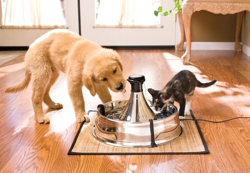 PetSafe Stainless 360 Pet Fountain - 1 Gallon (128 oz) Dog and Cat Water Fountain - Water Filters Remove Hair - Water Dispenser Entices Pets to Drink - Customizable Cat and Dog Water Bowl Dispenser in Saudi Arabia