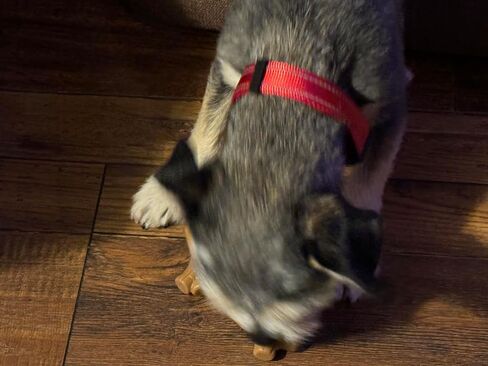 Triangle control red reflective durable Dog collar-Fits very small puppies as well as a larger thick dog-Safety (PURPLE, SMALL) in Saudi Arabia