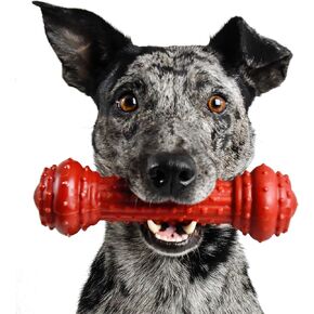 Pet Qwerks Bongo BarkBone - Nylon Dog Bone for Aggressive Chewers - Prime Rib Flavor - Medium