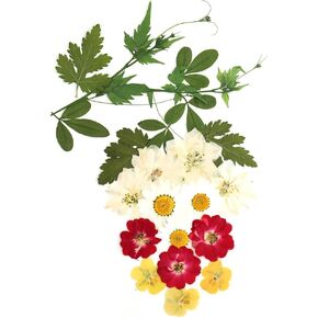 زهور مضغوطة حقيقية، زهور طبيعية مجففة مضغوطة لقالب راتنجات الإيبوكسي، صناعة الورق، إطار فني، صناعة الشموع، لوازم الأعمال اليدوية اليدوية، مجموعات المبتدئين in Kuwait