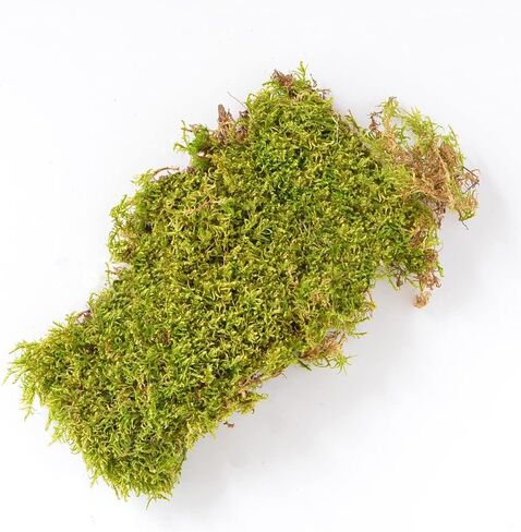 Mosser Lee ML0460 Natural Green Sheet Moss, 325 sq. in. in Saudi Arabia