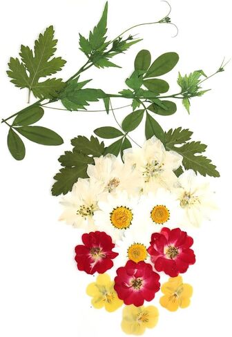 زهور مضغوطة حقيقية، زهور طبيعية مجففة مضغوطة لقالب راتنجات الإيبوكسي، صناعة الورق، إطار فني، صناعة الشموع، لوازم الأعمال اليدوية اليدوية، مجموعات المبتدئين in Kuwait