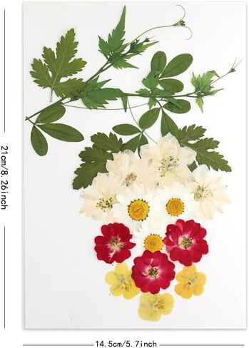 زهور مضغوطة حقيقية، زهور طبيعية مجففة مضغوطة لقالب راتنجات الإيبوكسي، صناعة الورق، إطار فني، صناعة الشموع، لوازم الأعمال اليدوية اليدوية، مجموعات المبتدئين in Kuwait