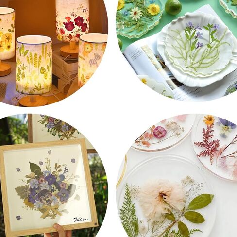 زهور مضغوطة حقيقية، زهور طبيعية مجففة مضغوطة لقالب راتنجات الإيبوكسي، صناعة الورق، إطار فني، صناعة الشموع، لوازم الأعمال اليدوية اليدوية، مجموعات المبتدئين in Kuwait