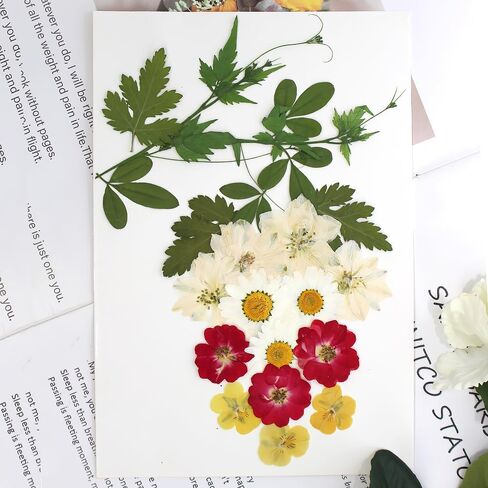 زهور مضغوطة حقيقية، زهور طبيعية مجففة مضغوطة لقالب راتنجات الإيبوكسي، صناعة الورق، إطار فني، صناعة الشموع، لوازم الأعمال اليدوية اليدوية، مجموعات المبتدئين in Kuwait