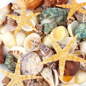 80+ Pcs Natural Seashells, Mixed Sea Shells for Crafts, Various Sizes Ocean Shells Starfish Conch for Decorating, Beach Theme Party, DIY Crafts, Fish Tank Filling, Home Decor, Wedding Decoration