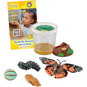 Insect Lore Cup of Live Baby Caterpillars with Figurines | Butterfly Kit Refill - Plus Butterfly Life Cycle Stages Toy Figurines | 5 Painted Lady Caterpillars Shipped Now