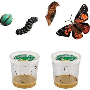 Insect Lore Cup of Live Baby Caterpillars with Figurines | Butterfly Kit Refill - Plus Butterfly Life Cycle Stages Toy Figurines | 5 Painted Lady Caterpillars Shipped Now in Kuwait