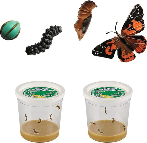 Insect Lore Cup of Live Baby Caterpillars with Figurines | Butterfly Kit Refill - Plus Butterfly Life Cycle Stages Toy Figurines | 5 Painted Lady Caterpillars Shipped Now in Kuwait