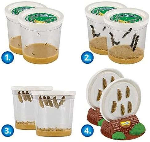 Insect Lore Cup of Live Baby Caterpillars with Figurines | Butterfly Kit Refill - Plus Butterfly Life Cycle Stages Toy Figurines | 5 Painted Lady Caterpillars Shipped Now in Kuwait