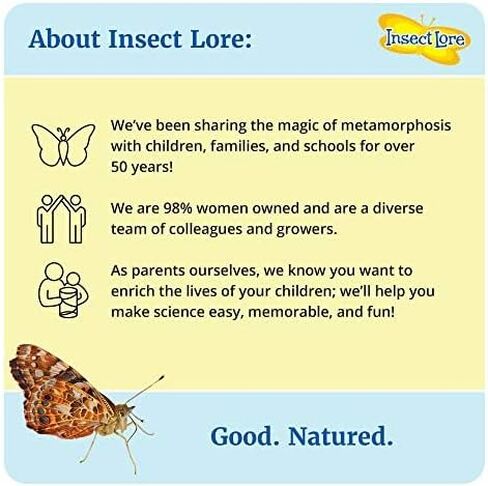 Insect Lore Cup of Live Baby Caterpillars with Figurines | Butterfly Kit Refill - Plus Butterfly Life Cycle Stages Toy Figurines | 5 Painted Lady Caterpillars Shipped Now in Kuwait