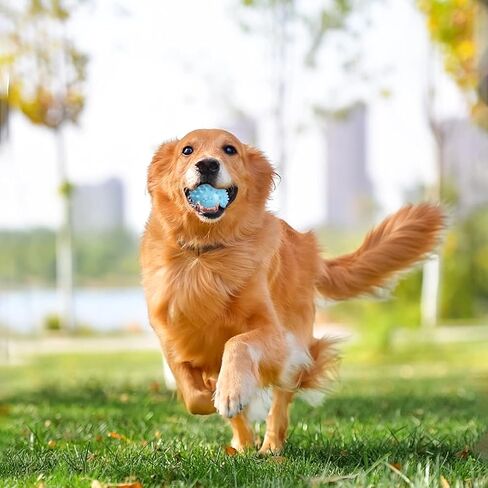 3 حزم من الكرات الشائكة للكلاب ألعاب الحيوانات الأليفة غير القابلة للتدمير، ألعاب مضغ مطاطية طبيعية عدوانية لتنظيف أسنان الكلاب للجرو الصغيرة والمتوسطة والكبيرة وتدريب الكلاب على لعب كرة المضغ (3 ألوان) in Kuwait