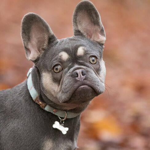HUGO & HUDSON Tweed Dog Collar مشبك أمان معدني سريع التحرير، وردي متقلب، XS in Kuwait