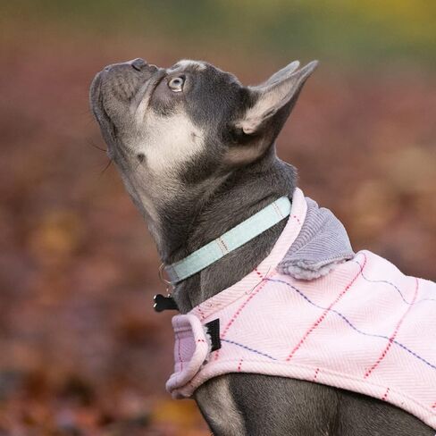 HUGO & HUDSON Tweed Dog Collar مشبك أمان معدني سريع التحرير، وردي متقلب، XS in Kuwait