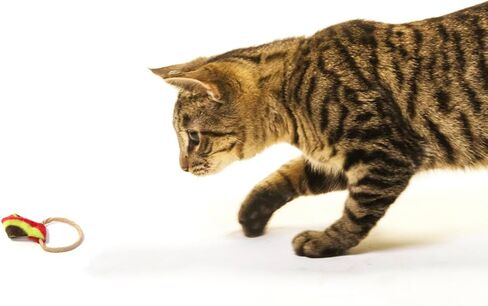 مجموعة مطاردة القطط ذات الذيل الدائري من CAT DANCER - المرح واللياقة البدنية للقطط المرحة (عبوة من قطعتين) in Kuwait