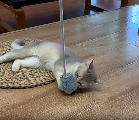 7 Packs Cat Toys Door Hanging cat Toy Cat Retractable Springs Cat Toy for Kitten Door Hanging Mouse Ball Kitty Toys for Exercise Hunting Chase in Kuwait