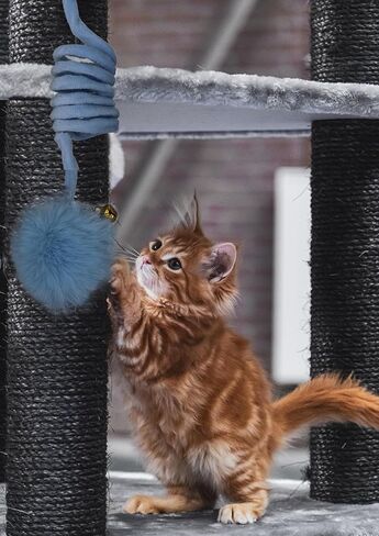 7 Packs Cat Toys Door Hanging cat Toy Cat Retractable Springs Cat Toy for Kitten Door Hanging Mouse Ball Kitty Toys for Exercise Hunting Chase in Kuwait