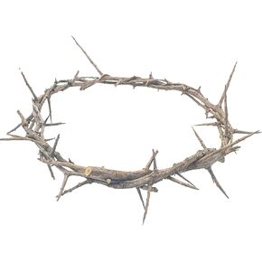 Jerusalem Authentic Biblical Lifesize Real Crown of Thorns with Box & Zuluf Certificate | Religious Easter Wreath Home Décor Tree Topper | Jesus Christ Wall Decor Christmas Christian Gifts| HLG214