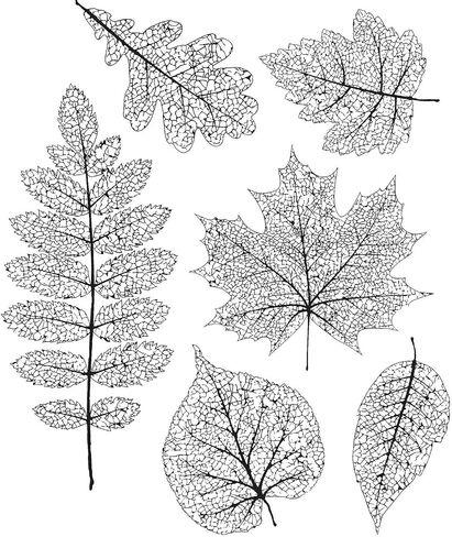 Tim Holtz - Stampers Anon CLING RBBR STAMP SET PRSD FOLIA, Pressed Foliage in Saudi Arabia