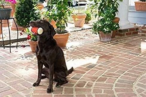 لعبة مضغ الحيوانات الأليفة من شركة PetSafe، لعبة مضغ للرياضيين الكبار من Nobbly Nubbly in Kuwait