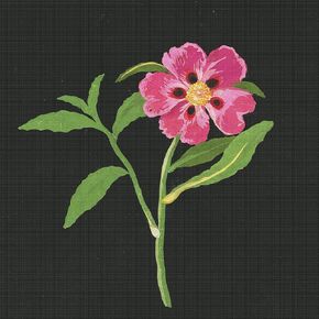 Orenco Originals Nodding Thistle Plant Mary Delany Counted Cross Stitch Pattern