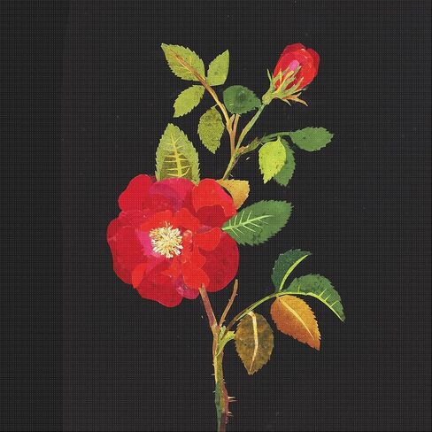Orenco Originals Nodding Thistle Plant Mary Delany Counted Cross Stitch Pattern in Kuwait