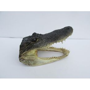 Real 8" Alligator head from a 5 foot gator