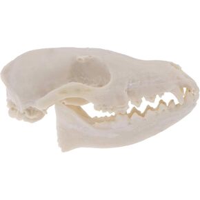 1pc Realistic Looking Skulls Skull Statue Skull Head for Aquarium Fox Skull Real Realistic Skull Halloween Skulls Heads Mini Skulls and Bones Bone Decor Wild Life Fish Hole Animal