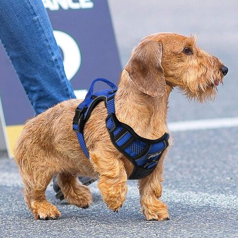 سرج Fida للكلاب بتصميم عاكس بالكامل، صدرية مضادة للسحب للحيوانات الأليفة مع مشبكين للمقود، مبطن ناعم قابل للتعديل مع مقبض تحكم سهل للكلاب الصغيرة (صغير، أزرق) in Kuwait