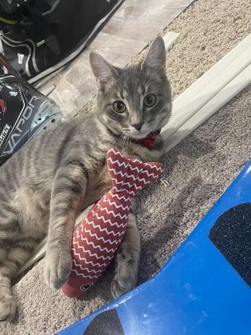 AixyZzz Catnip Toys for Cats Fish Toys Simulation Fish Realistic Fluffy Cat Nip Toys Interactive Kitten Chew Toys Set for Indoor Cats Teething Toys (3 Same) in Kuwait