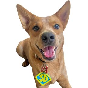 ComfyCamper SD Dog Halloween Costume Collar Tag for Small Medium Large Dog Puppy Puppies Cat Clip-On Pet Cosplay Outfit, Medium