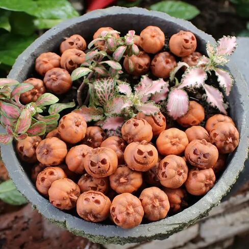 20PC Halloween Pumpkins Mini Halloween Figurines, Halloween Miniatures Sets Mini Pumpkins for Crafts Halloween Village Accessories, Halloween Dollhouse Miniatures Mini Pumpkin Decor (20 PC) in Saudi Arabia