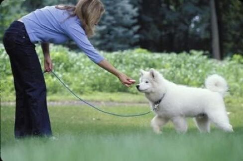 Sarah Says 30ft, 50ft Dog Rope Leash for Dog Training, Play | Check Cord Long Lead Tracking Line | Heavy Duty for Small, in Saudi Arabia