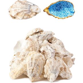 20Pcs Oyster Shells for Crafts， 3"-4" Large Oyster Shell for Crafts，Oyster Shells for Christmas 、Painting、 Beach Themes、 Wedding, Home Shells for Decoration and Sea Shells for Crafting