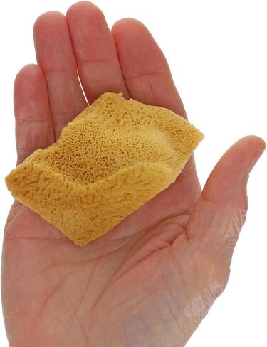 PRO ART Natural Sponge in Kuwait