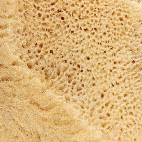 PRO ART Natural Sponge in Kuwait