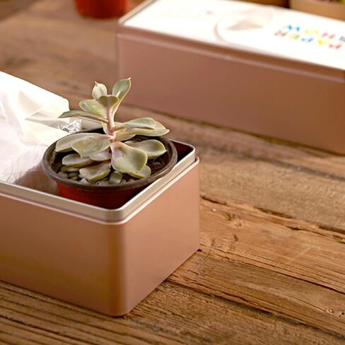 Money Box Cash Storage Money Container Cash Saving Black Money Storage Box Holder Organizer for Cash Money Saving Box for Cash Dollar Bill Case Money Gift Boxes Single Currency (Gold) in Saudi Arabia