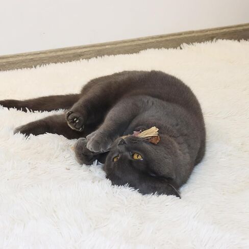 ألعاب القطط النعناع البري أعواد سيلفرفين للمضغ للقطط الداخلية. أسنان طحن السيزال الطبيعية للقطط لمطاردتها ولعب الألعاب التفاعلية، مواد آمنة وموثوقة، صديقة للقطط. قطعتان in Kuwait