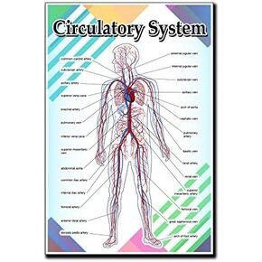Circulatory System Poster Quote Motivational Educational Inspirational School Elementary Homeschool 12-Inches by 18-Inches Print Wall Art CAP00122