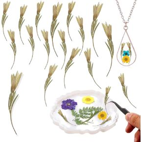 Dried Pressed Lily Flowers with Stem for Resin Crafts Embellishment, Natural Real Pressed Lily Flowers for Resin DIY Jewellery Candle Making Phone Case Home Wedding Decor(1.18-2.36IN)